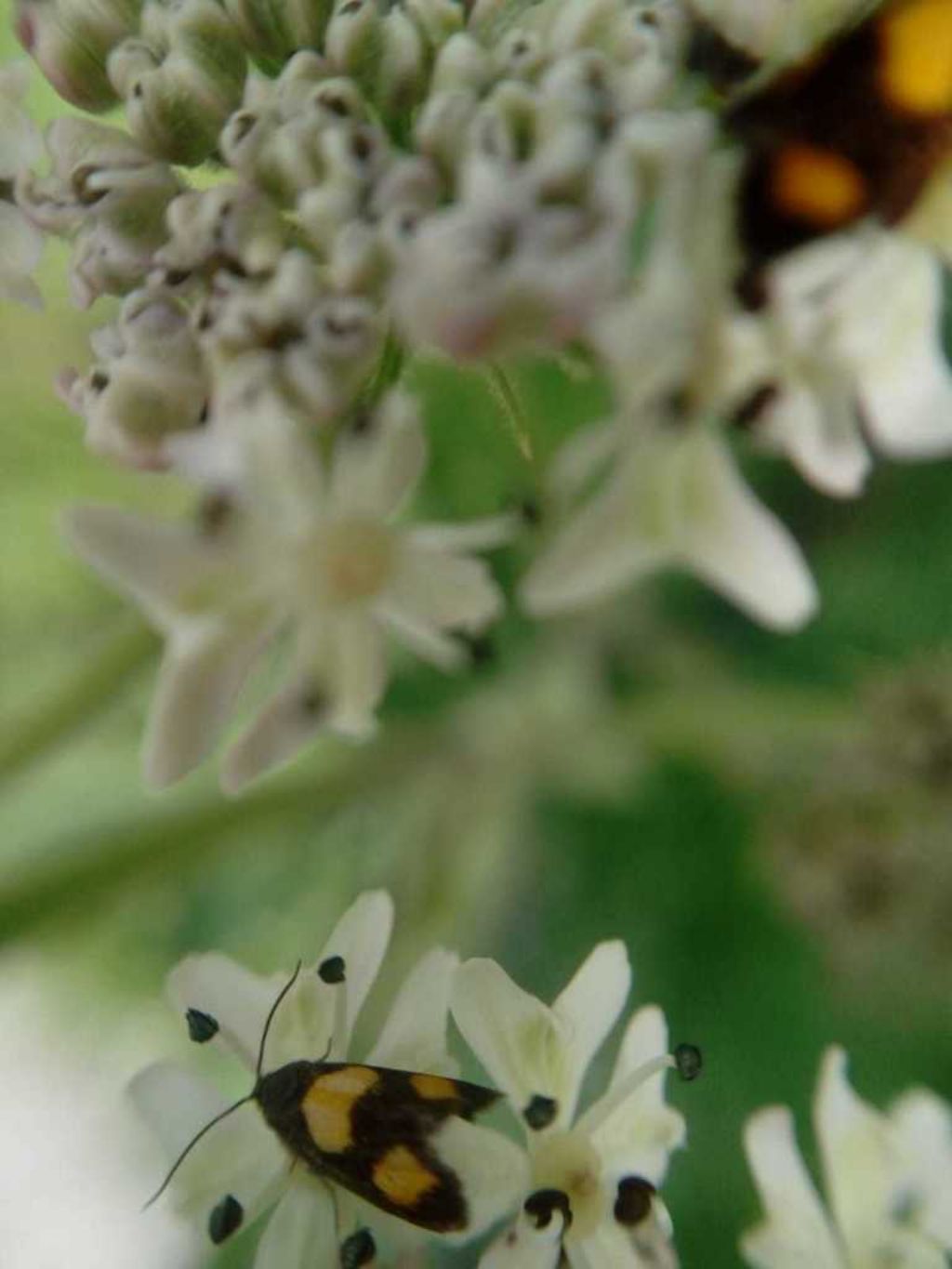 Richiesta di identificazione: Pammene aurana - Tortricidae